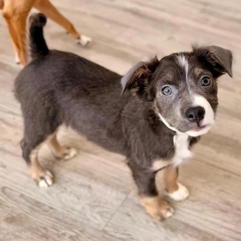 A baby small-sized female Gray / Blue / Silver Chihuahua dog named Maeve for adoption in Green Bay, WI