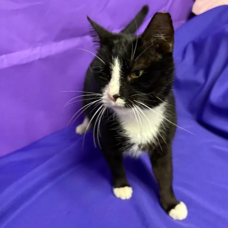 Huntress thumbnail 3