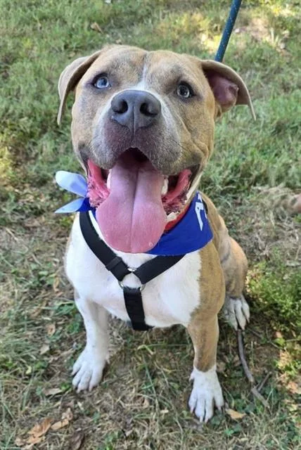 A young large-sized male Terrier dog named Pippin for adoption in Olivette, MO