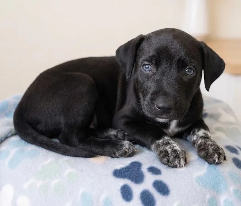 A baby medium-sized male Labrador Retriever dog named Jet for adoption in Crown Point, IN