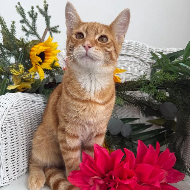 A young medium-sized male Orange / Red Domestic Short Hair cat named Basketball Galore for adoption in Eaton Rapids, MI