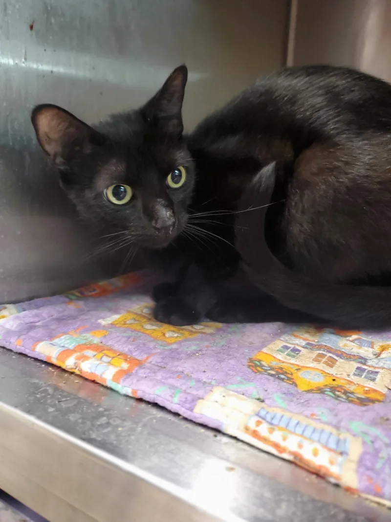 An adult medium-sized female Domestic Short Hair cat named Tillymook for adoption in Zimmerman, MN