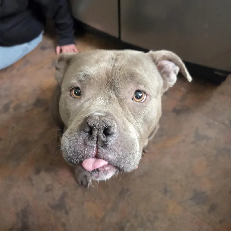 An adult medium-sized female Gray / Blue / Silver American Bully dog named Trixie for adoption in PITTSBURGH, PA