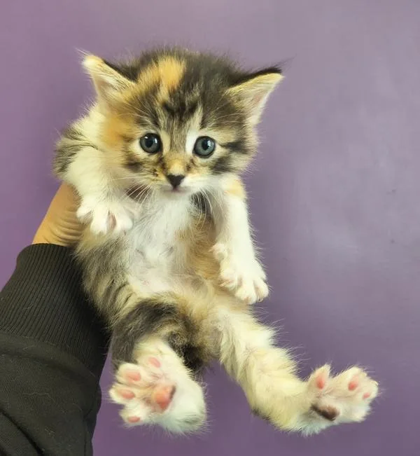 A baby small-sized female Domestic Long Hair cat named Missy for adoption in Salt Lake City, UT