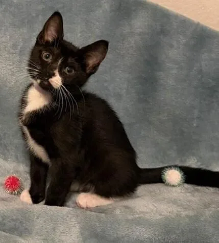A baby medium-sized female Black & White / Tuxedo Domestic Short Hair cat named Chickie for adoption in Richardson, TX