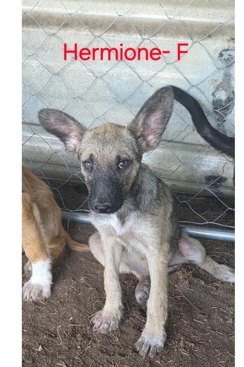 A baby small-sized female German Shepherd Dog dog named Hermione Harry Potter LItter for adoption in Bradenton, FL