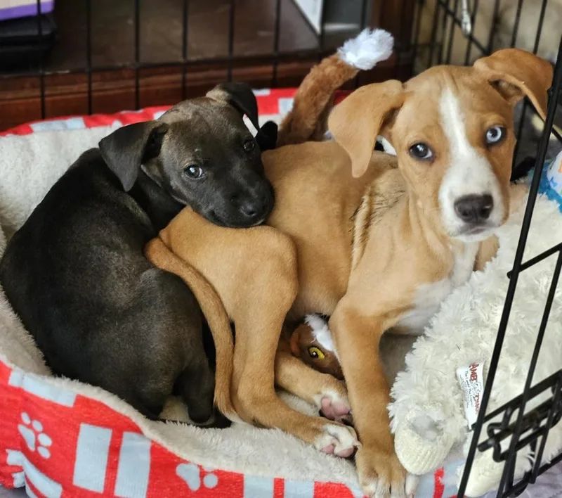 A baby medium-sized male Rottweiler dog named Ascher for adoption in Waunakee, WI