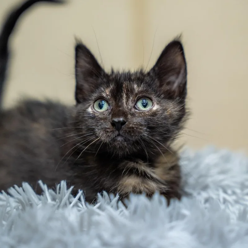 A baby small-sized female Black Domestic Short Hair cat named Blue Java for adoption in Gainesville, GA