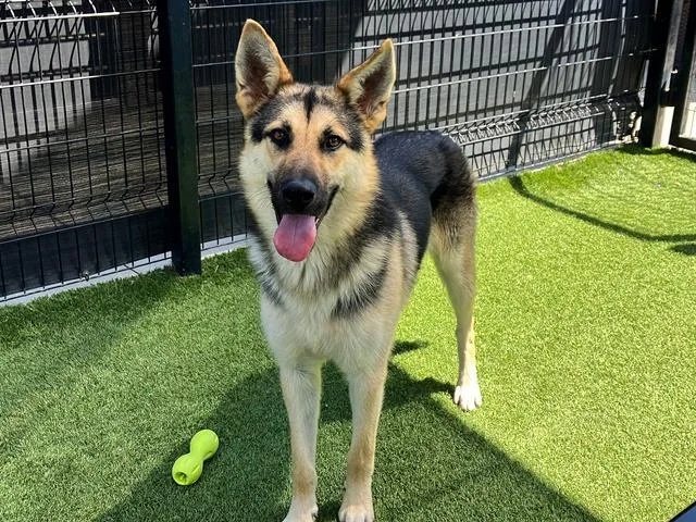A young medium-sized male German Shepherd Dog dog named Timber for adoption in Tustin, CA