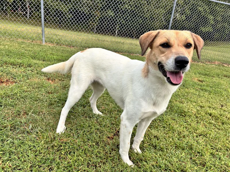 An adult medium-sized female Labrador Retriever dog named Bambi for adoption in Savannah, TN