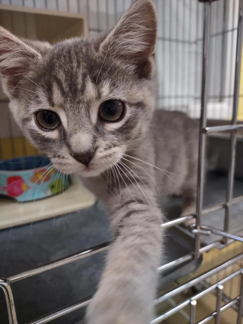 An adult small-sized female Domestic Short Hair cat named Ling for adoption in Easton, MD