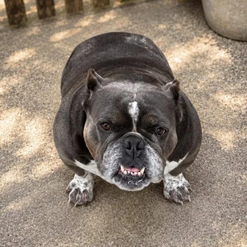 Georgia