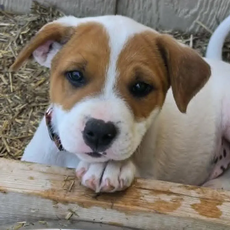 A baby large-sized male White / Cream German Shepherd Dog dog named Vince Neil for adoption in Olathe, KS