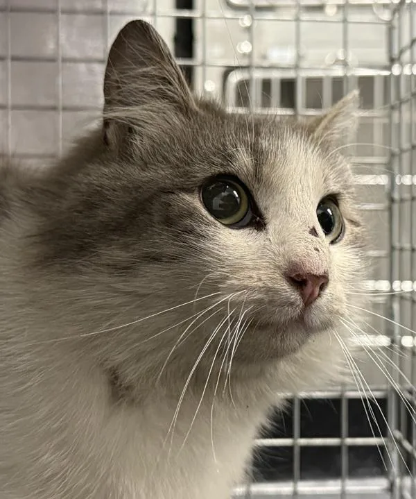 A young small-sized female Domestic Long Hair cat named Nomada for adoption in Golden, CO