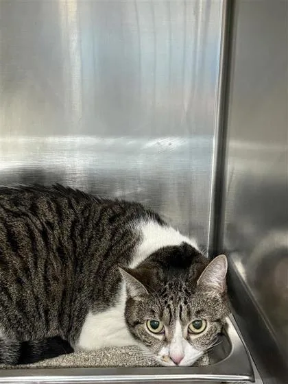 An adult small-sized female Domestic Short Hair cat named Daisy for adoption in Largo, FL