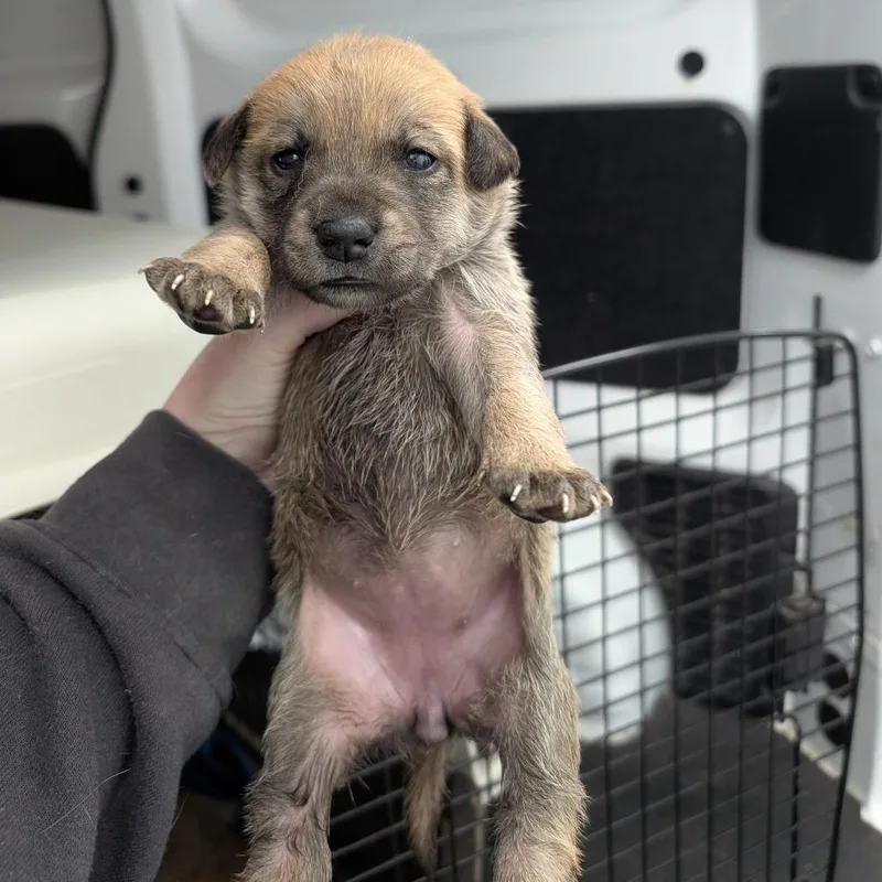 A baby medium-sized female Yellow / Tan / Blond / Fawn Mixed Breed dog named Oat for adoption in DeKalb, IL