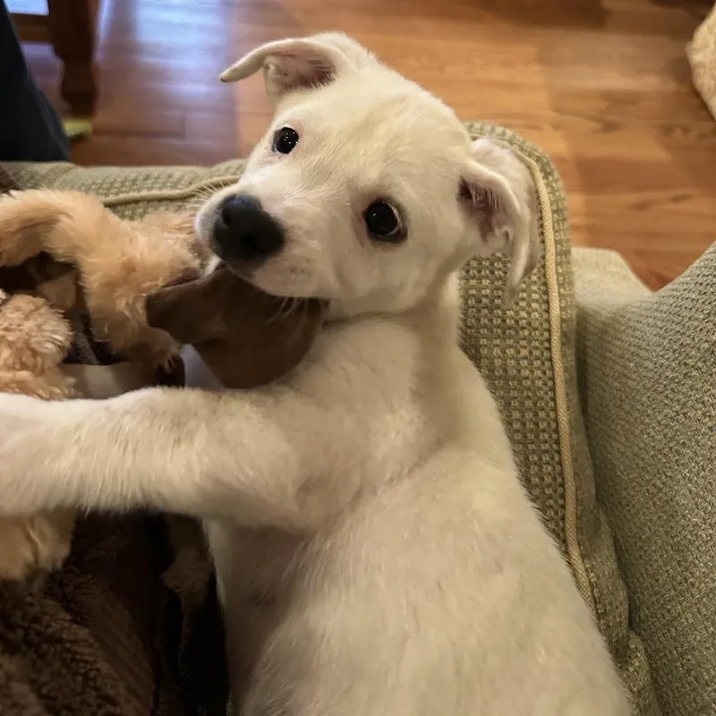 A baby small-sized male White / Cream Chihuahua dog named Radish for adoption in Houston, TX