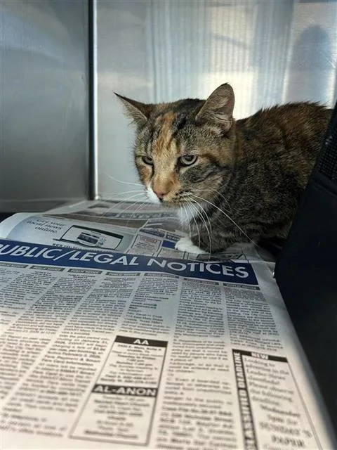 An adult small-sized female Domestic Short Hair cat named Pearlita for adoption in San Antonio, TX