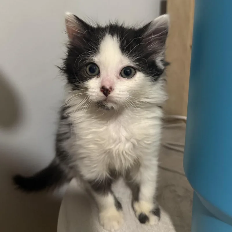 A baby small-sized female White Domestic Long Hair cat named Ada for adoption in Fairfax Station, VA
