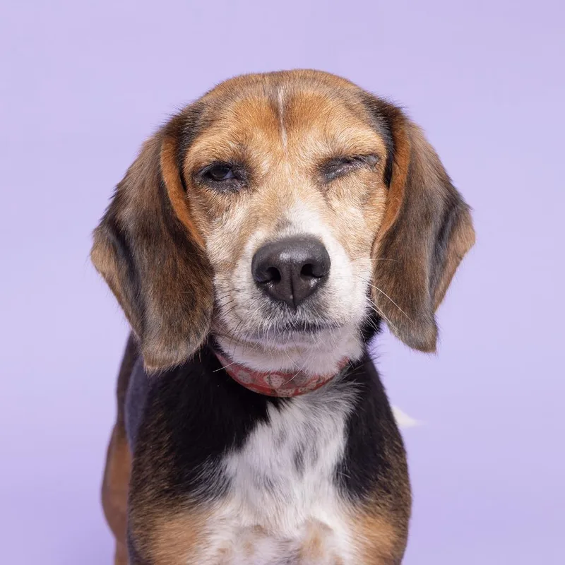 An adult small-sized female Black Beagle dog named Strawberry Bagel for adoption in Franklin, TN