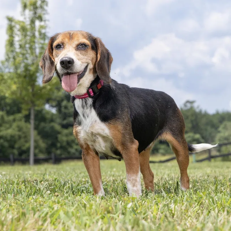 Strawberry Bagel thumbnail 4