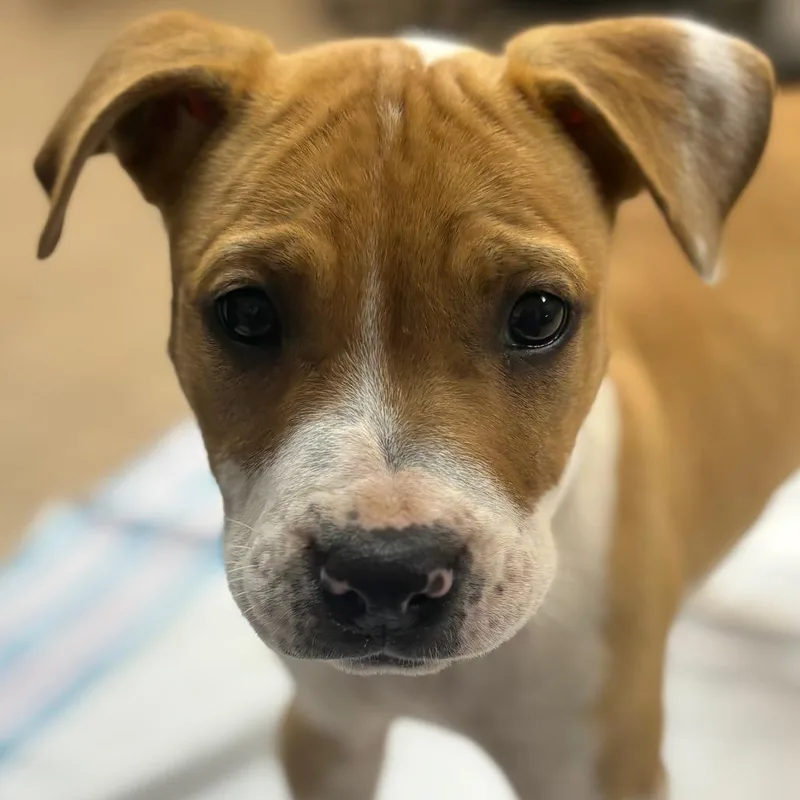 A baby small-sized female Yellow / Tan / Blond / Fawn Pit Bull Terrier dog named Louise for adoption in Birmingham, AL