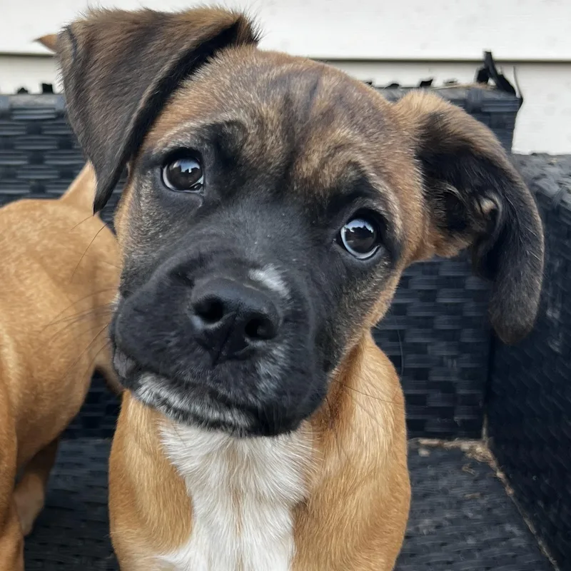 A baby medium-sized male Tricolor (Brown, Black, & White) Boxer dog named Tank for adoption in Albany, NY
