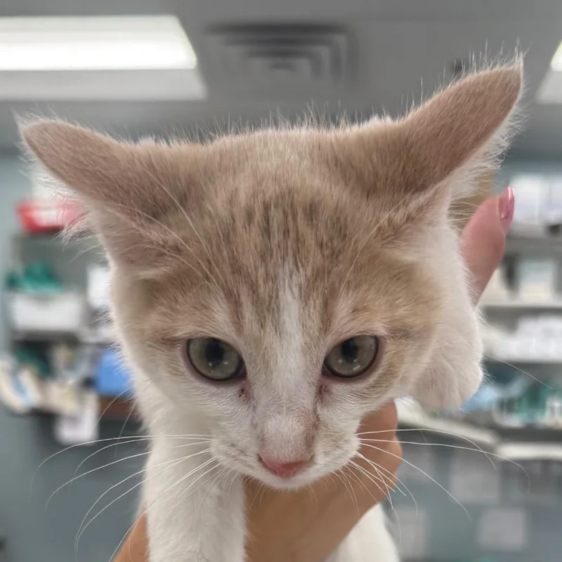 A baby small-sized male Gray / Blue / Silver Domestic Short Hair cat named Chai for adoption in Wheeling, IL