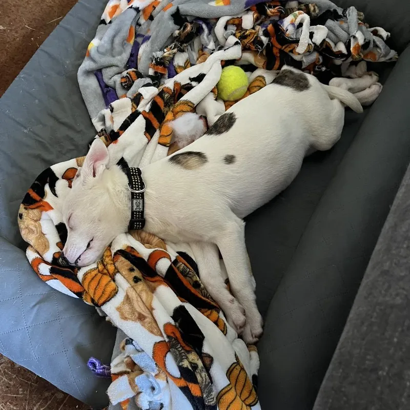 A baby medium-sized female White / Cream Pit Bull Terrier dog named Spot It D for adoption in Minnetonka, MN