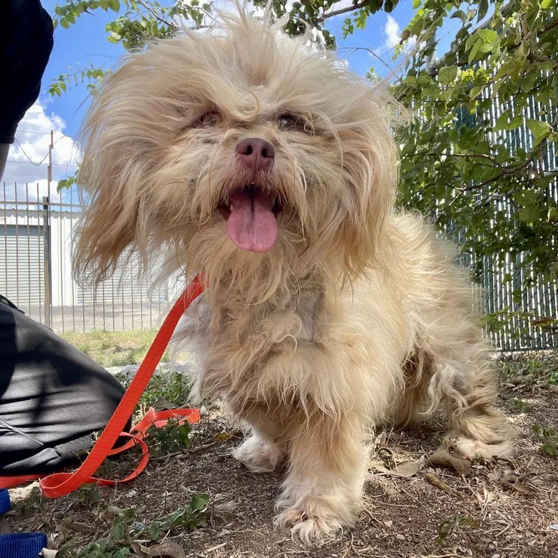 An adult small-sized female Shih Tzu dog named Fizgig for adoption in Wimberley, TX