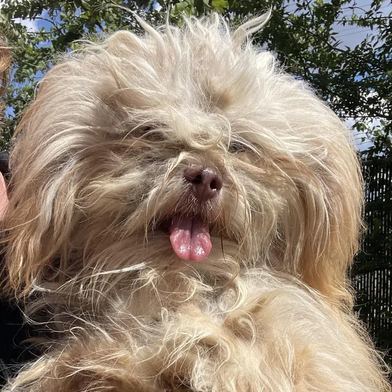 Fizgig thumbnail 2