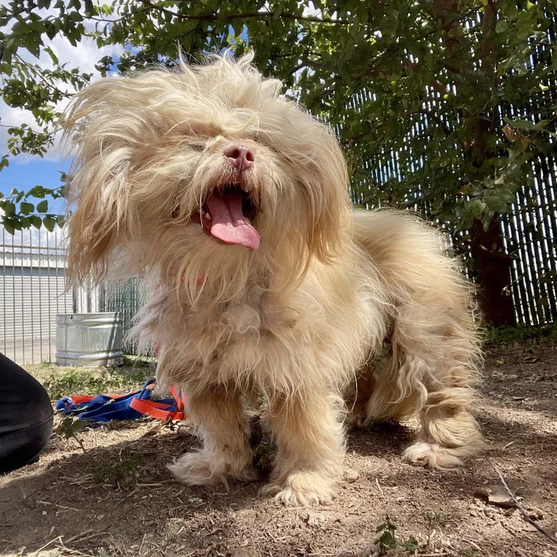 Fizgig thumbnail 3