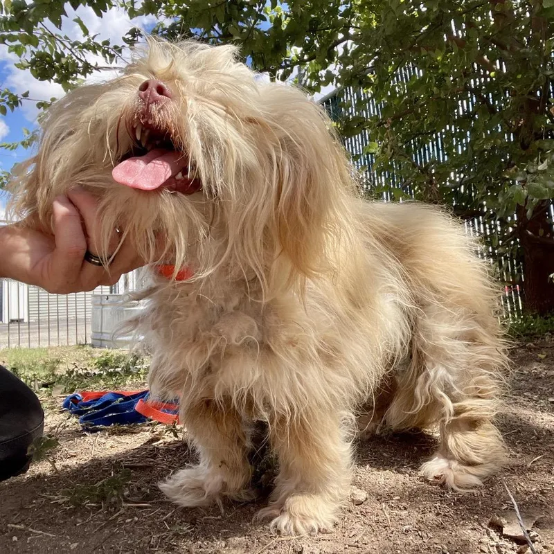 Fizgig thumbnail 5