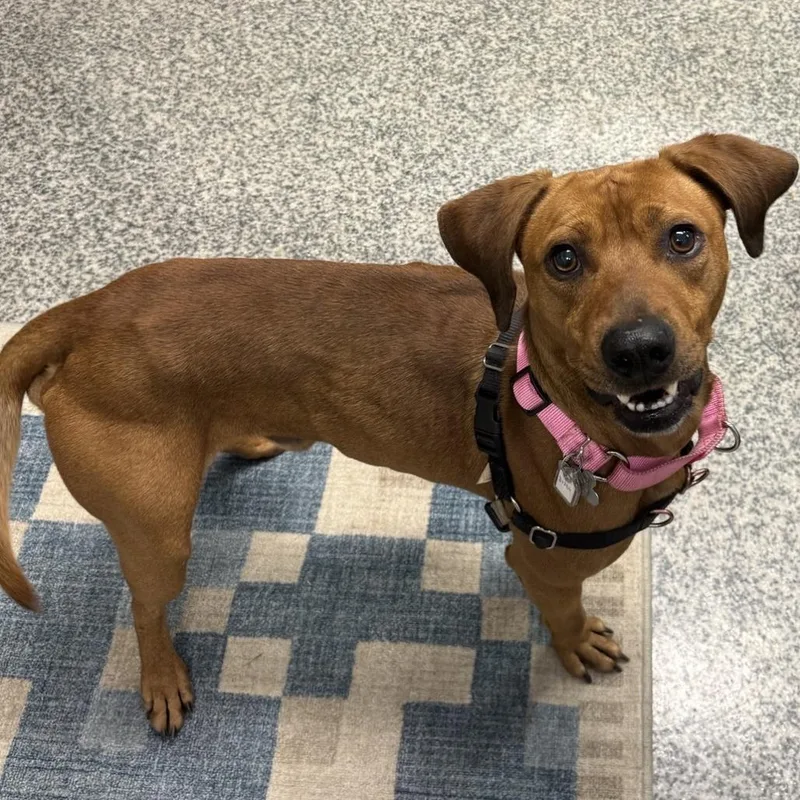 An adult medium-sized male Red / Chestnut / Orange Redbone Coonhound dog named Bubba for adoption in Falls Church, VA