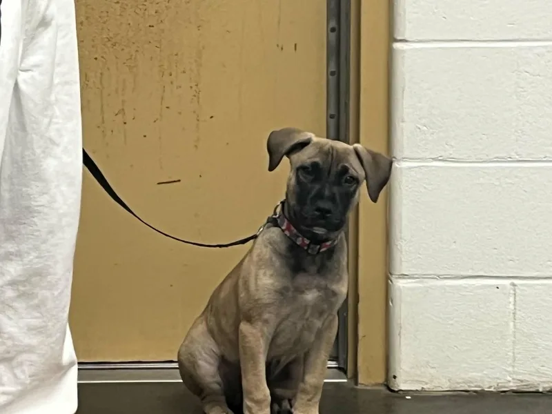 A baby medium-sized male Yellow / Tan / Blond / Fawn Mixed Breed dog named Brutus for adoption in Douglas, MA