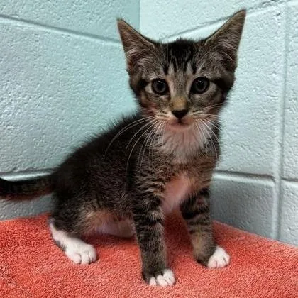 A baby small-sized male Brown / Chocolate Domestic Short Hair cat named The Krusty Crab for adoption in Spruce Pine, NC