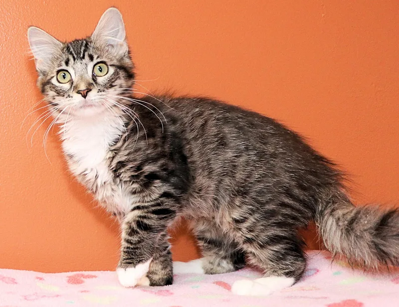 A baby medium-sized female Tabby (Brown / Chocolate) Domestic Long Hair cat named Fondant for adoption in Cincinnati, OH