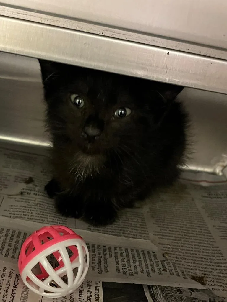 A baby medium-sized male Domestic Short Hair cat named Aaron for adoption in Nacogdoches, TX