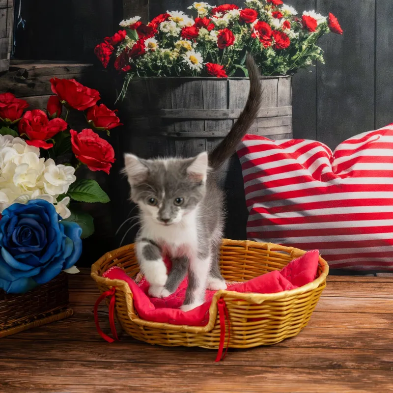A baby small-sized female Gray & White Domestic Short Hair cat named Snickers for adoption in Lapeer, MI