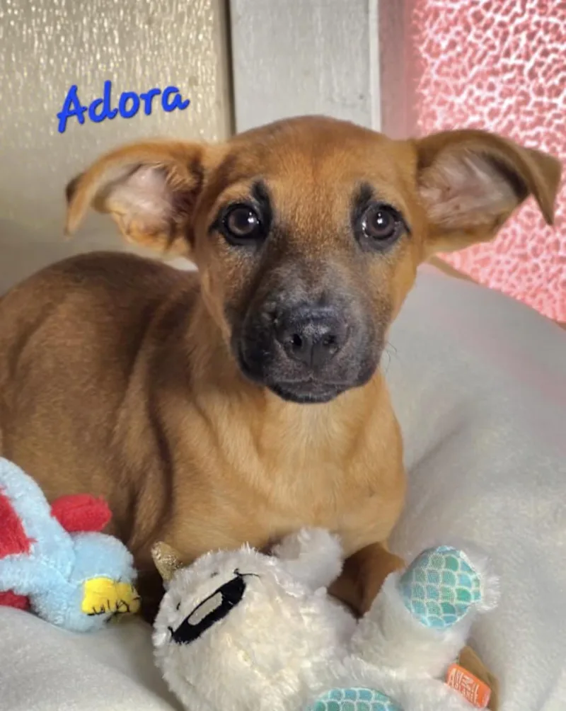 A baby medium-sized female Red / Chestnut / Orange Boxer dog named Adora for adoption in Watertown, CT