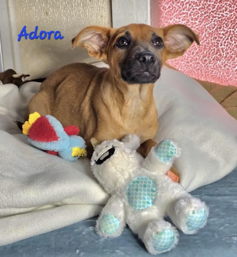 Adora thumbnail 2