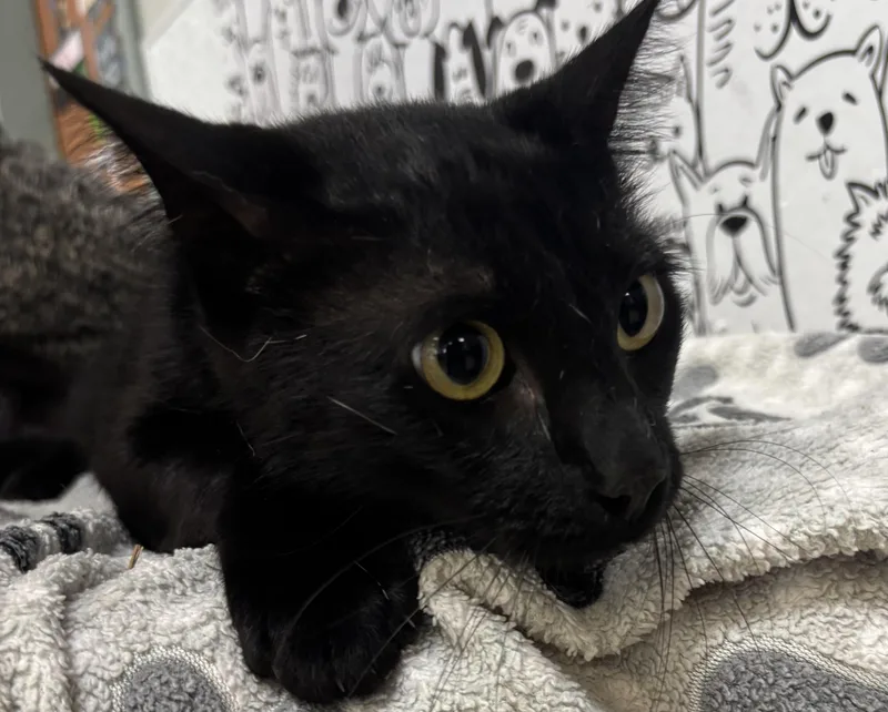 An adult medium-sized male Domestic Short Hair cat named Finegin for adoption in San Pedro, CA