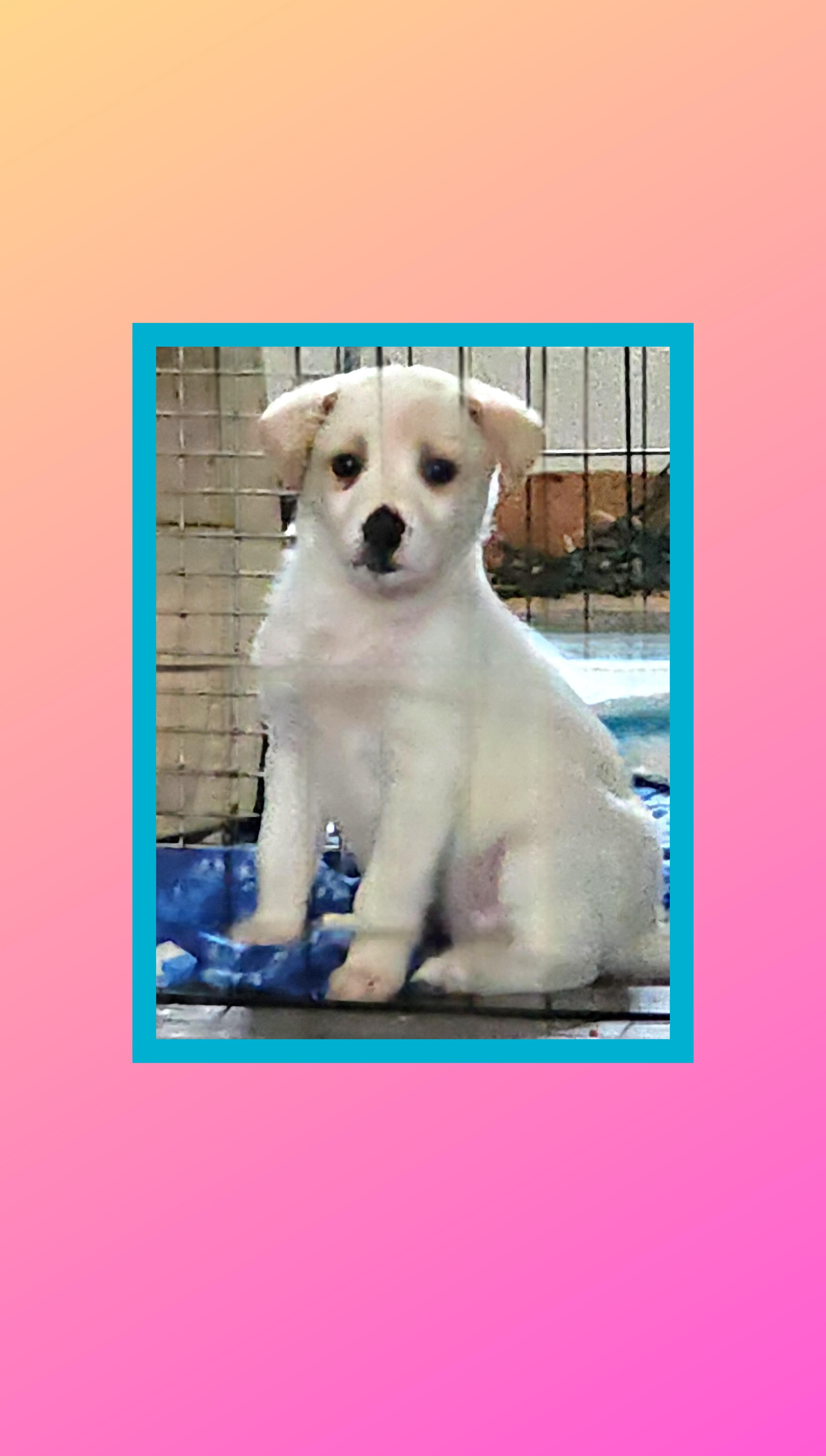 A baby medium-sized female White / Cream Golden Retriever dog named Fluffy for adoption in Lake Geneva, WI