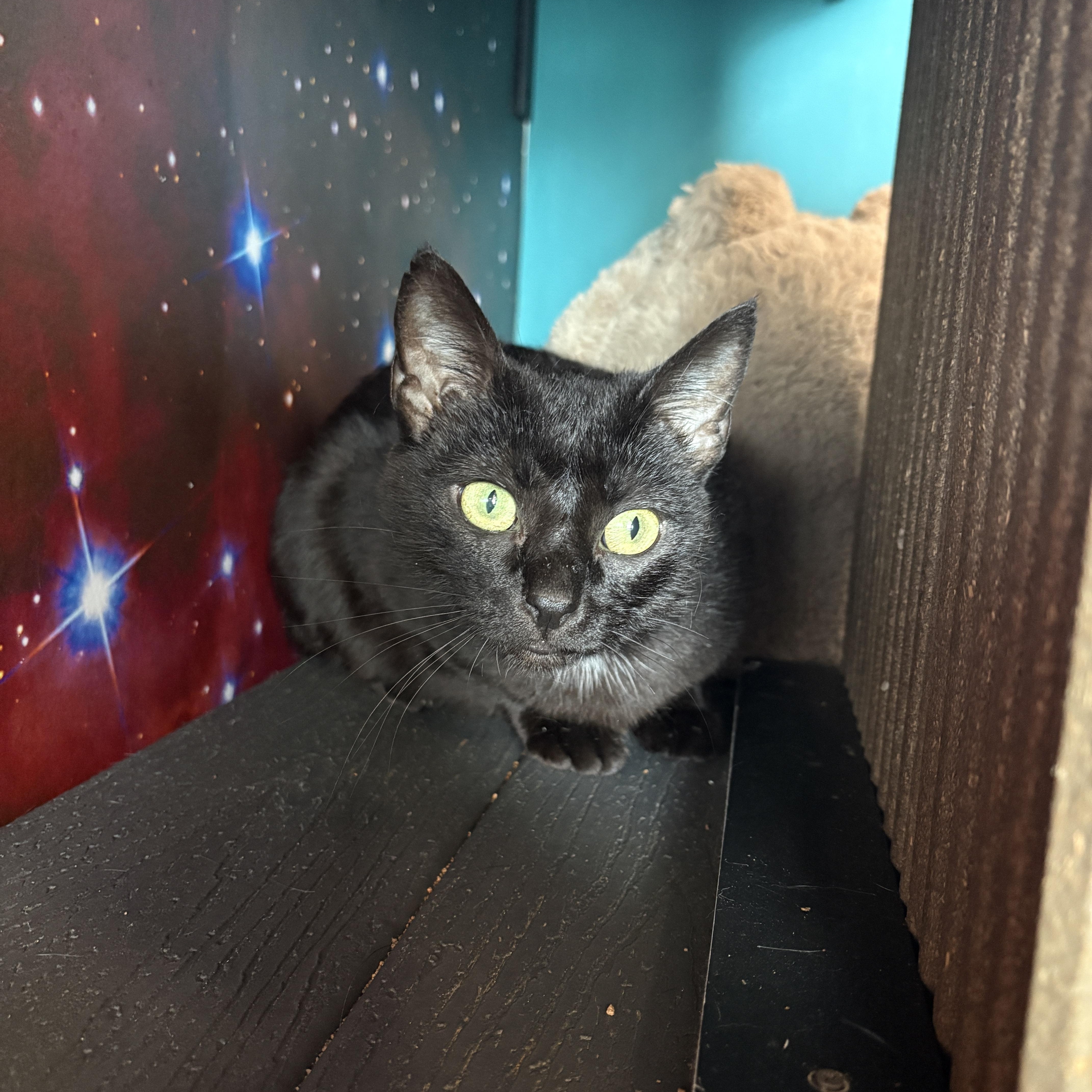 A young medium-sized female Black Domestic Short Hair cat named Charbonner for adoption in Asheville, NC
