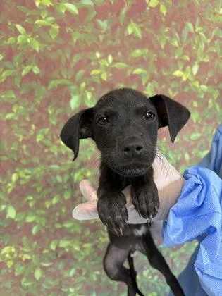 A young small-sized female Shepherd dog named Marvel for adoption in San Antonio, TX