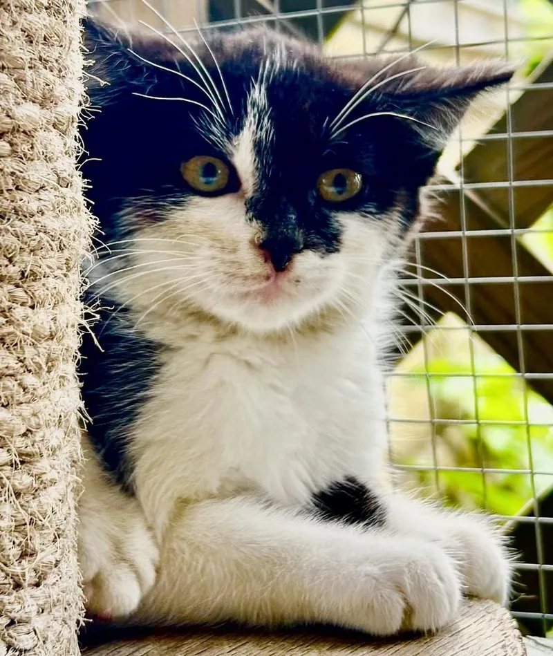 A baby medium-sized female Black & White / Tuxedo Domestic Short Hair cat named Peppa for adoption in Franklin, WV