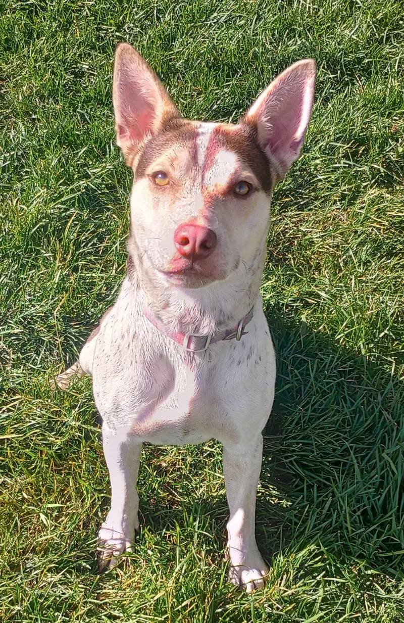 An adult medium-sized female Terrier dog named Gypsy for adoption in Polson, MT