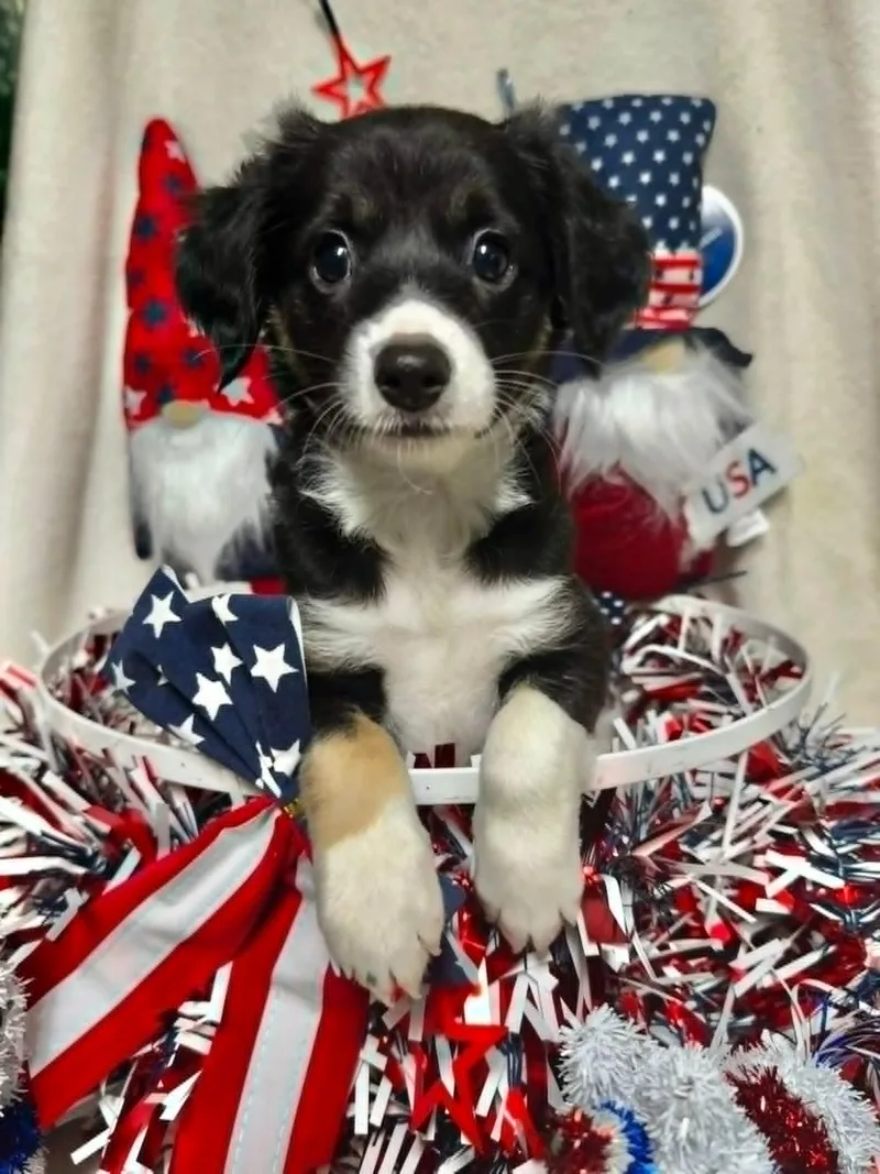 A baby small-sized male Chihuahua dog named Butterball for adoption in Groton, CT