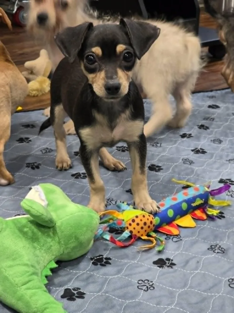 A baby small-sized female Bicolor Dachshund dog named Tizzy for adoption in Aurora, CO