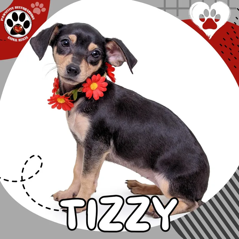 Tizzy thumbnail 3